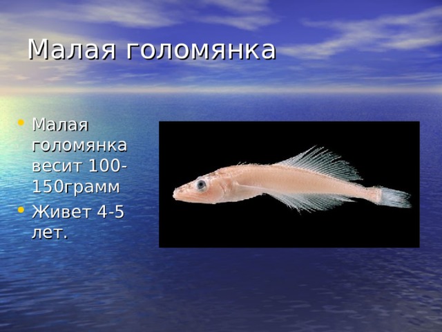 Рыба голомянка из озера байкал фото и описание