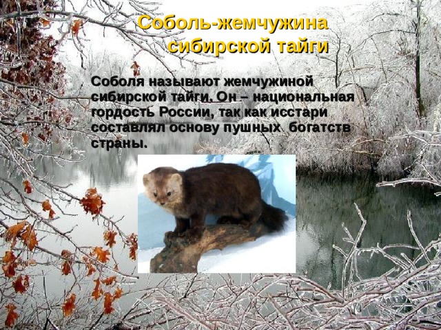  Соболь-жемчужина сибирской тайги Соболя называют жемчужиной сибирской тайги. Он – национальная гордость России, так как исстари составлял основу пушных богатств страны. 