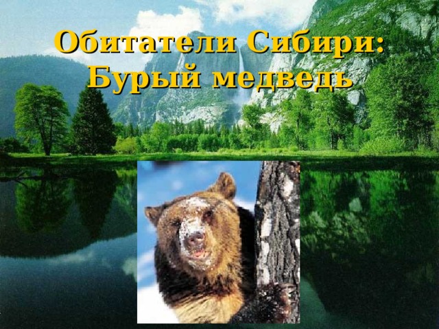 Обитатели Сибири:  Бурый медведь   