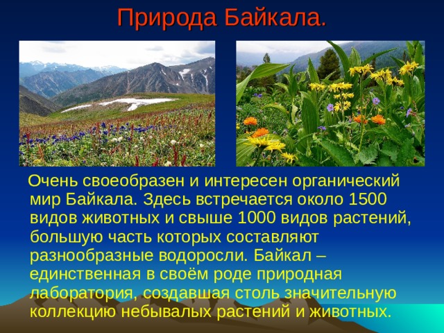 Природа Байкала.  Очень своеобразен и интересен органический мир Байкала. Здесь встречается около 1500 видов животных и свыше 1000 видов растений, большую часть которых составляют разнообразные водоросли. Байкал – единственная в своём роде природная лаборатория, создавшая столь значительную коллекцию небывалых растений и животных. 