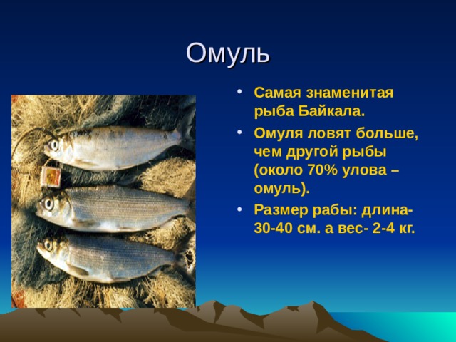 Омуль Самая знаменитая рыба Байкала. Омуля ловят больше, чем другой рыбы (около 70% улова – омуль). Размер рабы: длина- 30-40 см. а вес- 2-4 кг.  