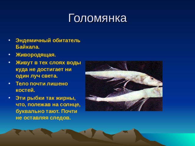 Голомянка Эндемичный обитатель Байкала. Живородящая. Живут в тех слоях воды куда не достигает ни один луч света. Тело почти лишено костей. Эти рыбки так жирны, что, полежав на солнце, буквально тают. Почти не оставляя следов.   