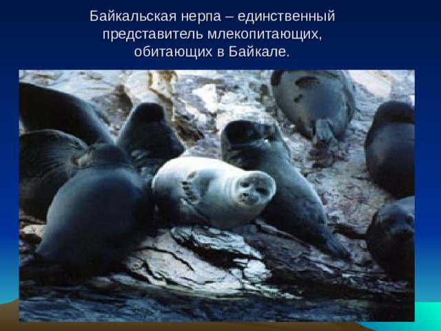  Байкальская нерпа – единственный представитель млекопитающих, обитающих в Байкале.  
