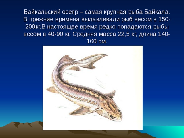 Байкальский осетр – самая крупная рыба Байкала.  В прежние времена вылавливали рыб весом в 150-200кг.В настоящее время редко попадаются рыбы весом в 40-90 кг. Средняя масса 22,5 кг, длина 140-160 см.  