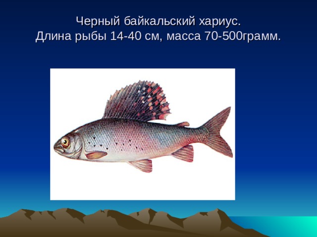 Черный байкальский хариус.  Длина рыбы 14-40 см, масса 70-500грамм.  