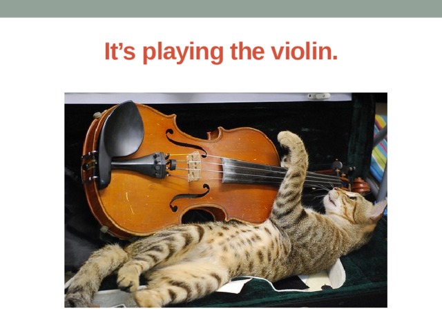 It’s playing the violin. 