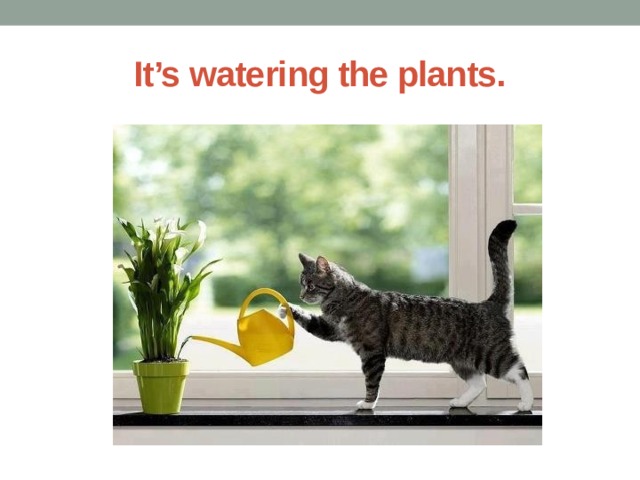 It’s watering the plants. 