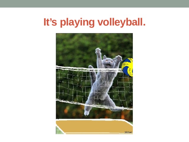 It’s playing volleyball. 