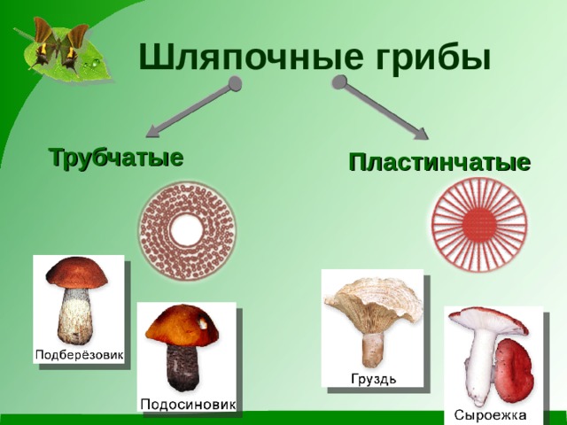 Шляпочные пластинчатые