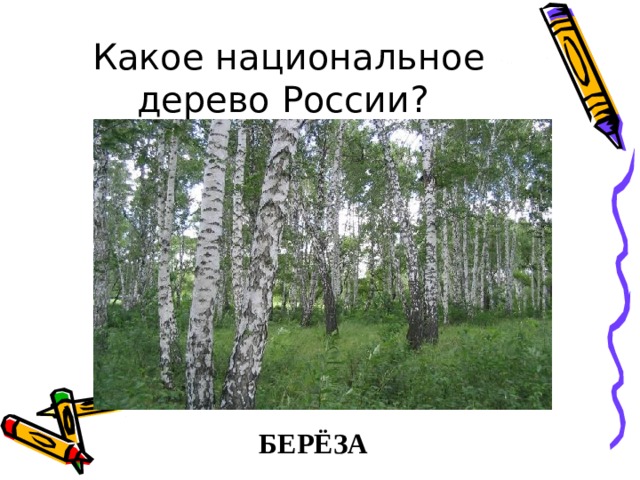 Какое национальное дерево России? БЕРЁЗА 
