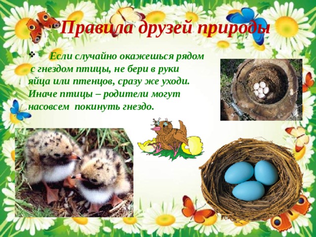 Правила друзей природы   Если случайно окажешься рядом  с гнездом птицы, не бери в руки яйца или птенцов, сразу же уходи. Иначе птицы – родители могут насовсем покинуть гнездо. 