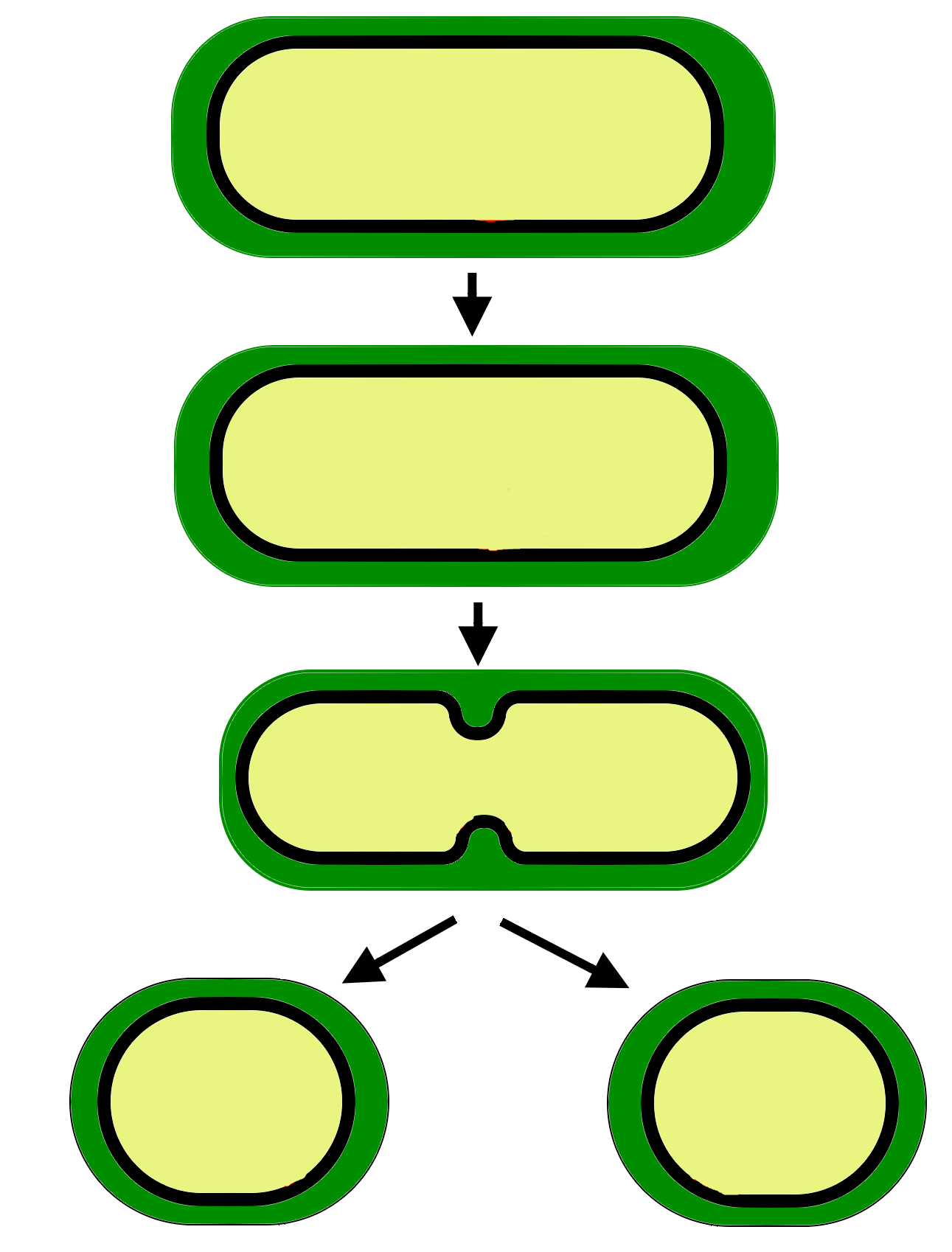 Простым делением клеток размножаются. Схема бинарного деления бактериальной клетки. Бинарное деление бактерий схема. Схема деления прокариотической клетки. Размножение бактерий схема.