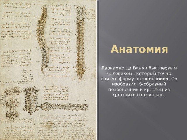 Анатомия Леонардо да Винчи был первым человеком , который точно описал форму позвоночника. Он изобразил S-образный позвоночник и крестец из сросшихся позвонков . 