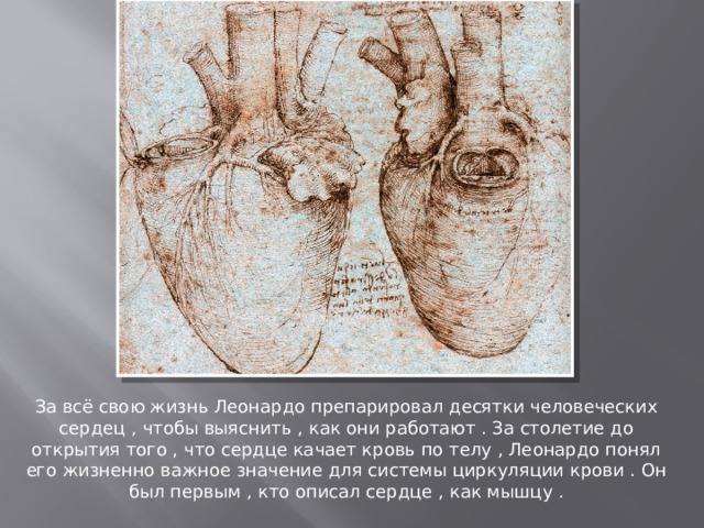 Кардиохирургия За всё свою жизнь Леонардо препарировал десятки человеческих сердец , чтобы выяснить , как они работают . За столетие до открытия того , что сердце качает кровь по телу , Леонардо понял его жизненно важное значение для системы циркуляции крови . Он был первым , кто описал сердце , как мышцу . 