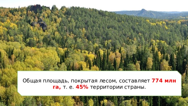 Общая площадь, покрытая лесом, составляет 774 млн га, т. е. 45% территории страны. 