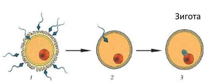 Процесс слияния спермиев с яйцеклеткой. Схема оплодотворения яйцеклетки. Оплодотворение зигота схема. Этапы проникновения спермия в яйцеклетку. Оплодотворение яйцеклетки сперматозоидом схема.