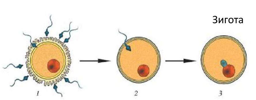 Оплодотворение зигота. Этапы проникновения спермия в яйцеклетку. Схема образования зиготы. Спермий+яйцеклетка зигота. Оплодотворение зигота схема.