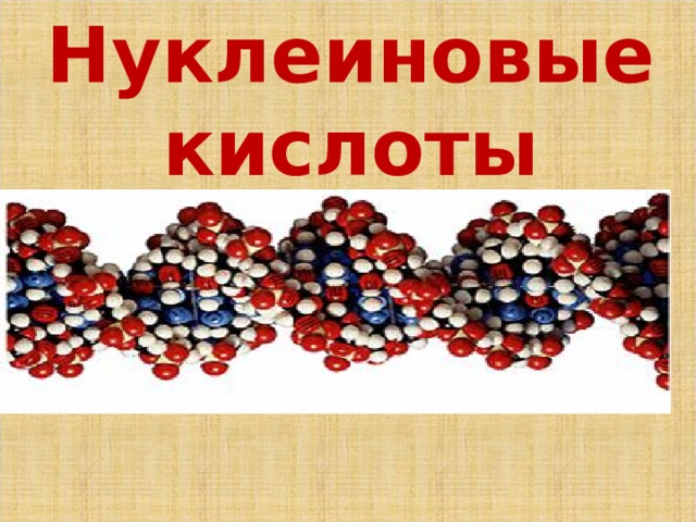 Нуклеиновые кислоты 