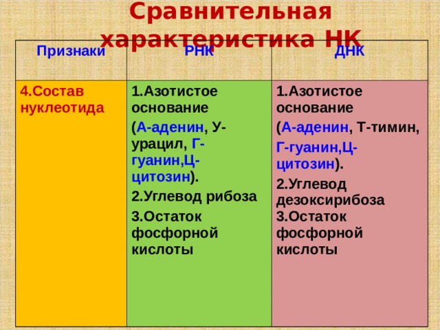 Сравнительная характеристика НК Признаки РНК 4.Состав нуклеотида ДНК 1.Азотистое основание ( А-аденин , У-урацил, Г-гуанин,Ц-цитозин ). 2.Углевод рибоза 3.Остаток фосфорной кислоты 1.Азотистое основание ( А-аденин , Т-тимин, Г-гуанин,Ц-цитозин ). 2.Углевод дезоксирибоза 3.Остаток фосфорной кислоты    