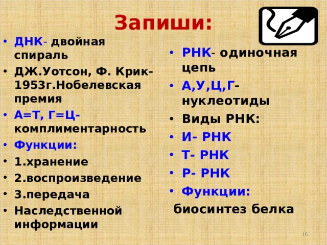 Запиши: ДНК -  двойная спираль ДЖ.Уотсон, Ф. Крик-1953г.Нобелевская премия А=Т, Г=Ц-  комплиментарность Функции:  1.хранение 2.воспроизведение 3.передача Наследственной информации  РНК - одиночная цепь А,У,Ц,Г -  нуклеотиды Виды РНК: И- РНК Т- РНК Р- РНК Функции:  биосинтез белка  