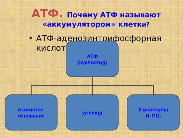 АТФ.  Почему АТФ называют «аккумулятором» клетк и? АТФ-аденозинтрифосфорная кислота АТФ (нуклеотид) Азотистое основание углевод 3 молекулы H 3 PO 4  