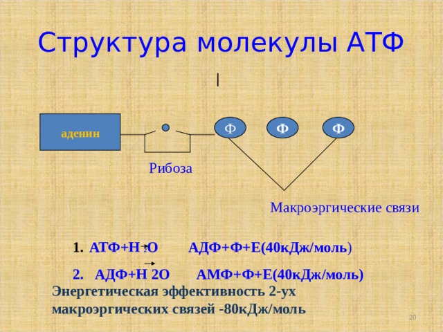 Структура молекулы АТФ аденин Ф Ф Ф Рибоза Макроэргические связи АТФ+Н 2 О АДФ+Ф+Е(40кДж/моль ) 2. АДФ+Н 2О АМФ+Ф+Е(40кДж/моль) Энергетическая эффективность 2-ух макроэргических связей -80кДж/моль  