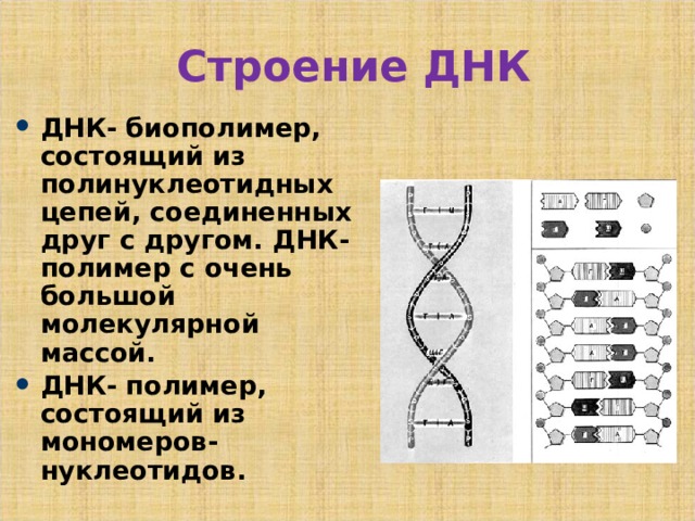 Строение ДНК ДНК- биополимер, состоящий из полинуклеотидных цепей, соединенных друг с другом. ДНК- полимер с очень большой молекулярной массой. ДНК- полимер, состоящий из мономеров- нуклеотидов. 