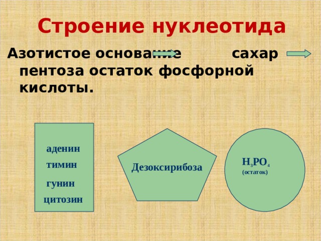 Строение нуклеотида Азотистое основание   сахар пентоза остаток фосфорной кислоты. аденин H 3 PO 4 ( остаток) тимин Дезоксирибоза гунин цитозин 