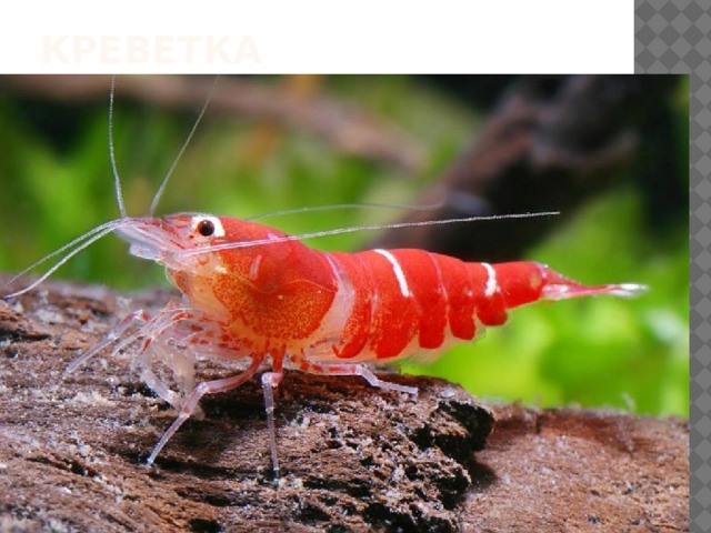 КРЕВЕТКА 