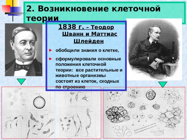 Укажите положение клеточной теории. Теодор Шванн клеточная теория. Клеточная теория 1838 год. Клеточная теория Теодора Шванна. Клеточная теория была сформулирована.