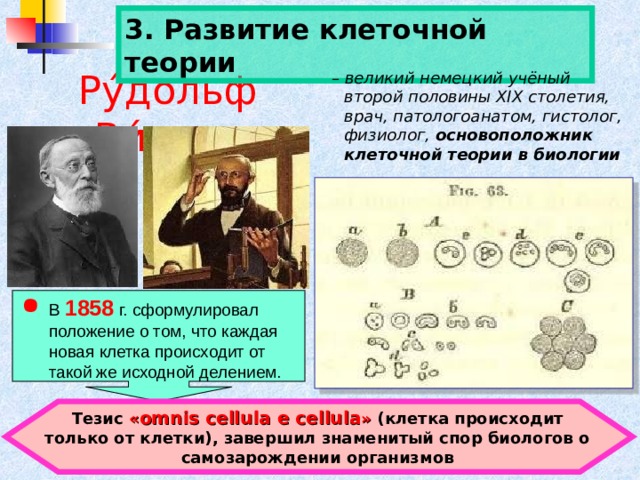 Суть клеточной теории. Клеточная теория ученые. Развитие клеточной теории. Основоположники клеточной теории. Клеточная теория век.