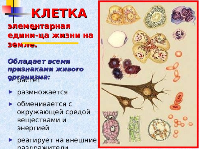 КЛЕТКА – элементарная едини-ца жизни на земле.  Обладает всеми признаками живого организма: растет размножается обменивается с окружающей средой веществами и энергией реагирует на внешние раздражители 