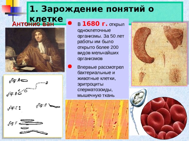 1. Зарождение понятий о клетке Антонио ван Левенгук В  1680 г.  открыл одноклеточные организмы. За 50 лет работы им было открыто более 200 видов мельчайших организмов Впервые рассмотрел бактериальные и животные клетки, эритроциты сперматозоиды, мышечную ткань 