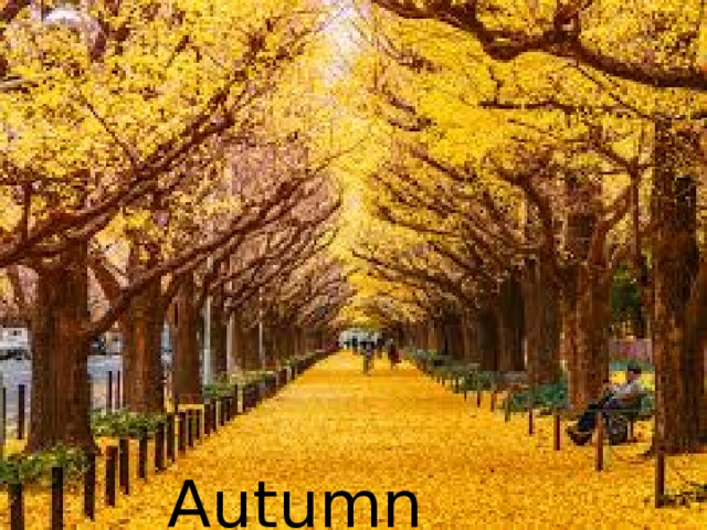  Autumn 