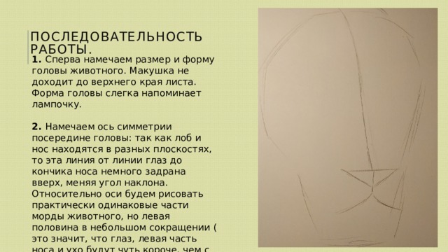 Последовательность работы. 1. Сперва намечаем размер и форму головы животного. Макушка не доходит до верхнего края листа. Форма головы слегка напоминает лампочку. 2. Намечаем ось симметрии посередине головы: так как лоб и нос находятся в разных плоскостях, то эта линия от линии глаз до кончика носа немного задрана вверх, меняя угол наклона. Относительно оси будем рисовать практически одинаковые части морды животного, но левая половина в небольшом сокращении ( это значит, что глаз, левая часть носа и ухо будут чуть короче, чем с правой стороны). 