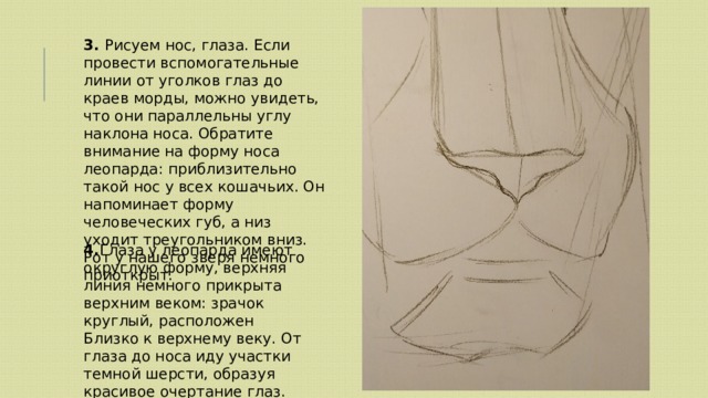 3. Рисуем нос, глаза. Если провести вспомогательные линии от уголков глаз до краев морды, можно увидеть, что они параллельны углу наклона носа. Обратите внимание на форму носа леопарда: приблизительно такой нос у всех кошачьих. Он напоминает форму человеческих губ, а низ уходит треугольником вниз. Рот у нашего зверя немного приоткрыт. 4. Глаза у леопарда имеют округлую форму, верхняя линия немного прикрыта верхним веком: зрачок круглый, расположен Близко к верхнему веку. От глаза до носа иду участки темной шерсти, образуя красивое очертание глаз. 