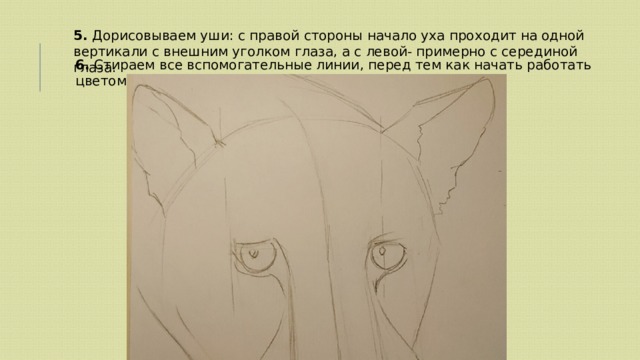 5. Дорисовываем уши: с правой стороны начало уха проходит на одной вертикали с внешним уголком глаза, а с левой- примерно с серединой глаза. 6. Стираем все вспомогательные линии, перед тем как начать работать цветом. 