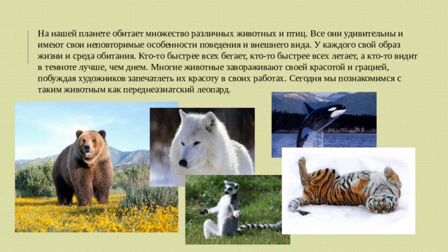 На нашей планете обитает множество различных животных и птиц. Все они удивительны и имеют свои неповторимые особенности поведения и внешнего вида. У каждого свой образ жизни и среда обитания. Кто-то быстрее всех бегает, кто-то быстрее всех летает, а кто-то видит в темноте лучше, чем днем. Многие животные завораживают своей красотой и грацией, побуждая художников запечатлеть их красоту в своих работах. Сегодня мы познакомимся с таким животным как переднеазиатский леопард. 