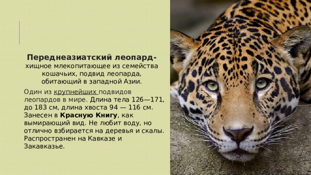 Переднеазиатский леопард- хищное млекопитающее из семейства кошачьих, подвид леопарда, обитающий в западной Азии. Один из крупнейших подвидов леопардов в мире. Длина тела 126—171, до 183 см, длина хвоста 94 — 116 см. Занесен в Красную Книгу , как вымирающий вид. Не любит воду, но отлично взбирается на деревья и скалы. Распространен на Кавказе и Закавказье. 