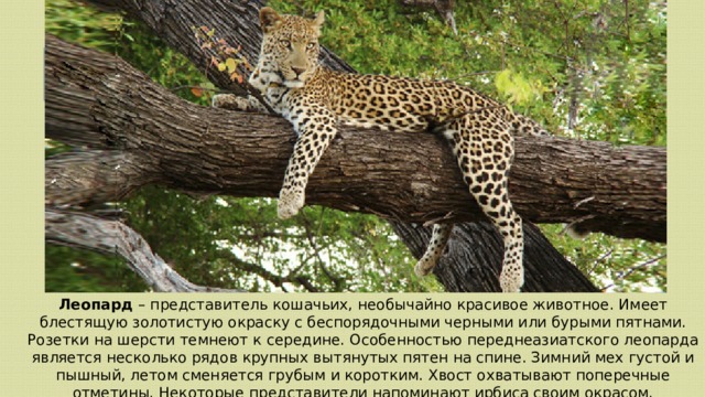 Леопард – представитель кошачьих, необычайно красивое животное. Имеет блестящую золотистую окраску с беспорядочными черными или бурыми пятнами. Розетки на шерсти темнеют к середине. Особенностью переднеазиатского леопарда является несколько рядов крупных вытянутых пятен на спине. Зимний мех густой и пышный, летом сменяется грубым и коротким. Хвост охватывают поперечные отметины. Некоторые представители напоминают ирбиса своим окрасом. 