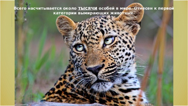 Всего насчитывается около тысячи особей в мире. Отнесен к первой категории вымирающих животных. 