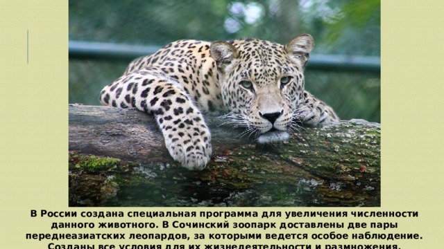 В России создана специальная программа для увеличения численности данного животного. В Сочинский зоопарк доставлены две пары переднеазиатских леопардов, за которыми ведется особое наблюдение. Созданы все условия для их жизнедеятельности и размножения. 