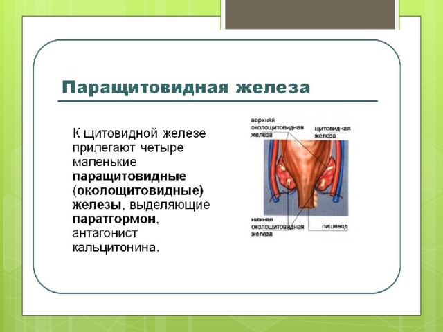 Возрастные особенности паращитовидных желез