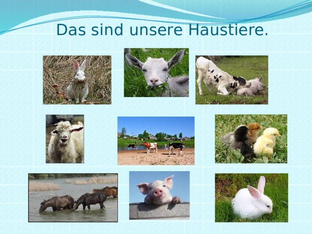  Das sind unsere Haustiere. 
