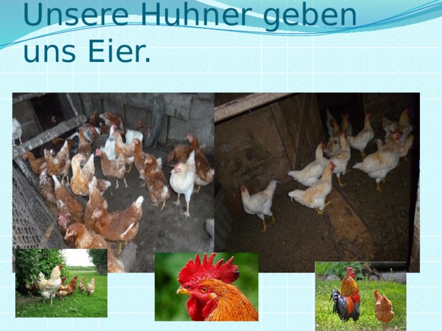 Unsere Huhner geben uns Eier. 