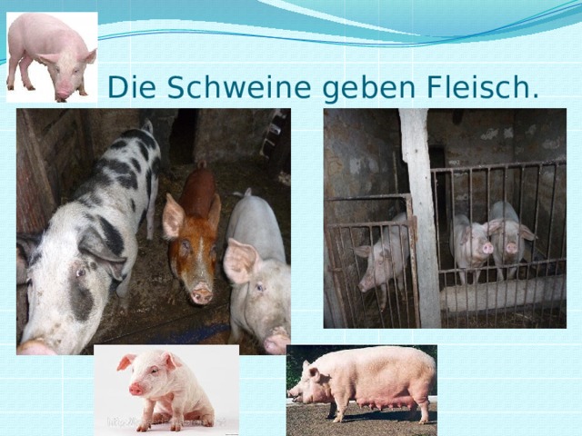  Die Schweine geben Fleisch.  