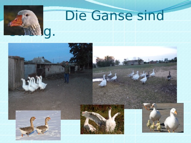  Die Ganse sind streng.  