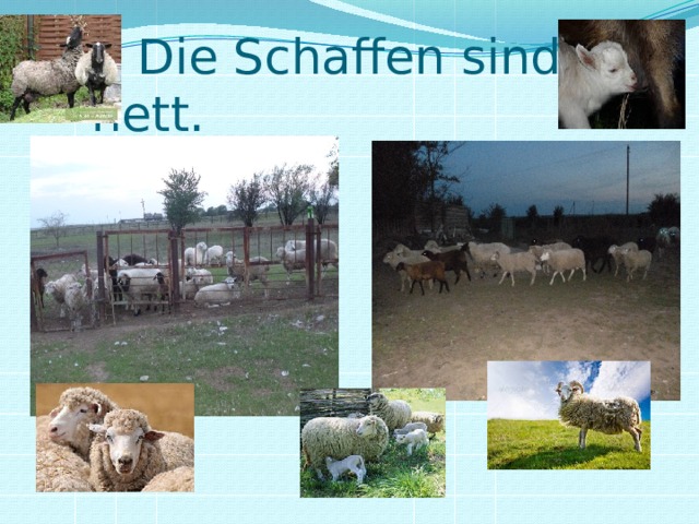  Die Schaffen sind nett. 