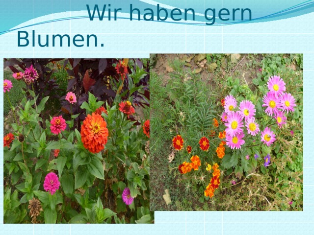  Wir haben gern Blumen. 