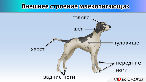 Собака части тела рисунок